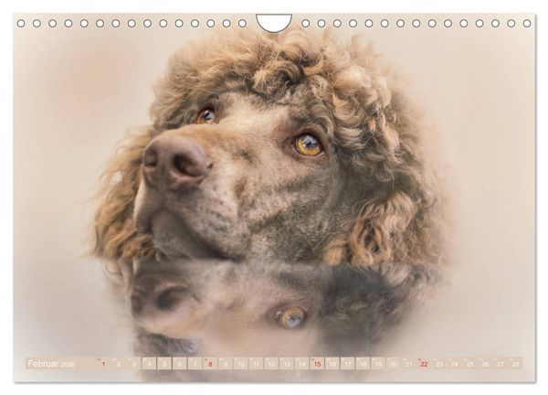 Produktbild: Lockenpfoten 2026 (Wandkalender 2026 DIN A4 quer), CALVENDO Monatskalender