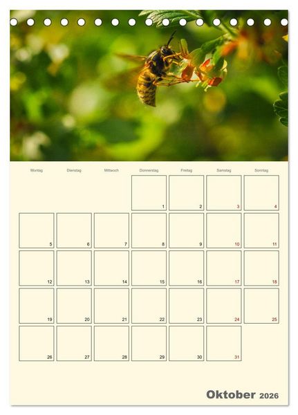 Produktbild: Bienen im Naturgarten (Tischkalender 2026 DIN A5 hoch), CALVENDO Monatskalender