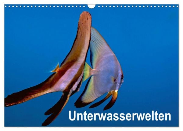 Produktbild: Unterwasserwelten (Wandkalender 2026 DIN A3 quer), CALVENDO Monatskalender