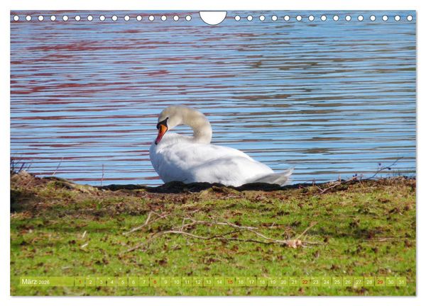 Produktbild: Tierisch gut: Wasserv&ouml;gel (Wandkalender 2026 DIN A4 quer), CALVENDO Monatskalender