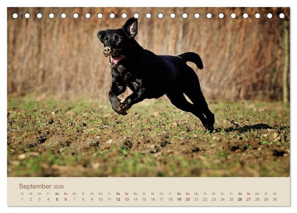 Produktbild: Labrador Retriever (Tischkalender 2026 DIN A5 quer), CALVENDO Monatskalender