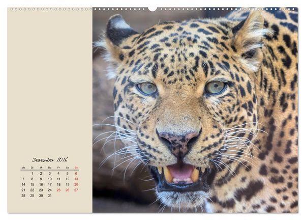 Produktbild: Leoparden. Geschmeidig, kr&auml;ftig und klug (Wandkalender 2026 DIN A2 quer), CALVENDO Monatskalender