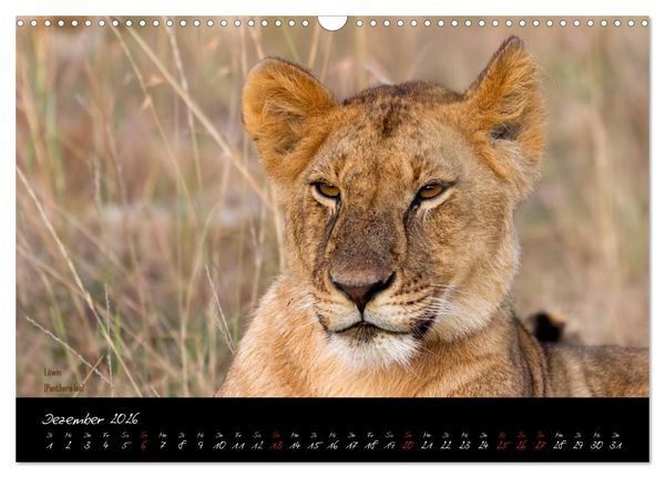 Produktbild: Faszination Afrika - wilde Tiere der Masai Mara - Kenia (Wandkalender 2026 DIN A3 quer), CALVENDO Monatskalender