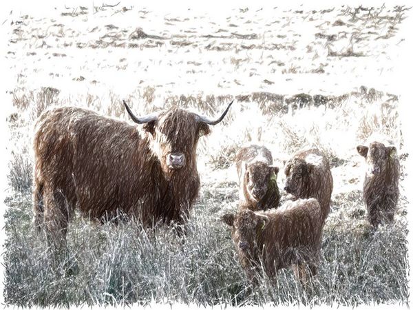 Produktbild: CALVENDO Puzzle Schottisches Hochlandrind in Glencoe | 1000 Teile Lege-Gr&ouml;&szlig;e 64x48cm Foto-Puzzle f&uuml;r gl&uuml;ckliche Stunden