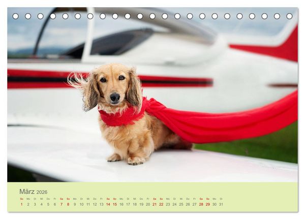 Produktbild: Dackel unterwegs (Tischkalender 2026 DIN A5 quer), CALVENDO Monatskalender