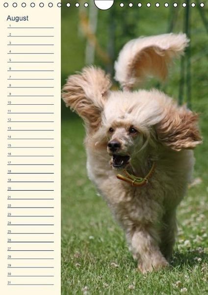 Produktbild: Pudel / Geburtstagskalender (Wandkalender immerw&auml;hrend DIN A4 hoch)