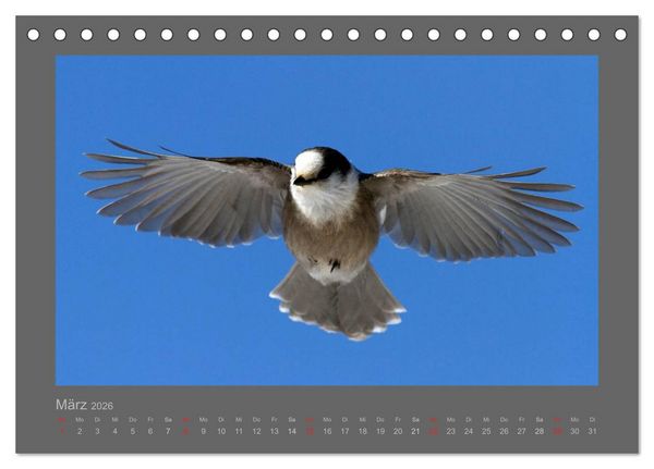Produktbild: V&Ouml;GEL (Tischkalender 2026 DIN A5 quer), CALVENDO Monatskalender