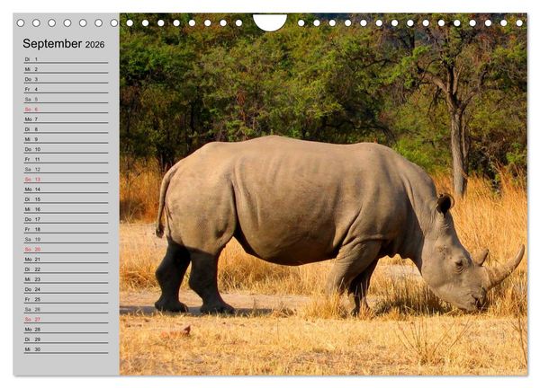 Produktbild: Nash&ouml;rner und Flusspferde (Wandkalender 2026 DIN A4 quer), CALVENDO Monatskalender
