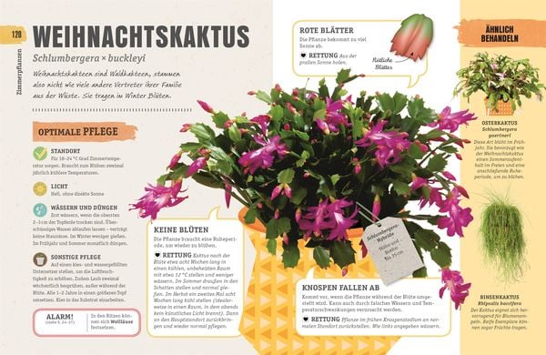 Produktbild: So &uuml;berleben Zimmerpflanzen garantiert