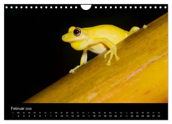 Produktbild: Costa Rica - Faszination Fr&ouml;sche (Wandkalender 2026 DIN A4 quer), CALVENDO Monatskalender