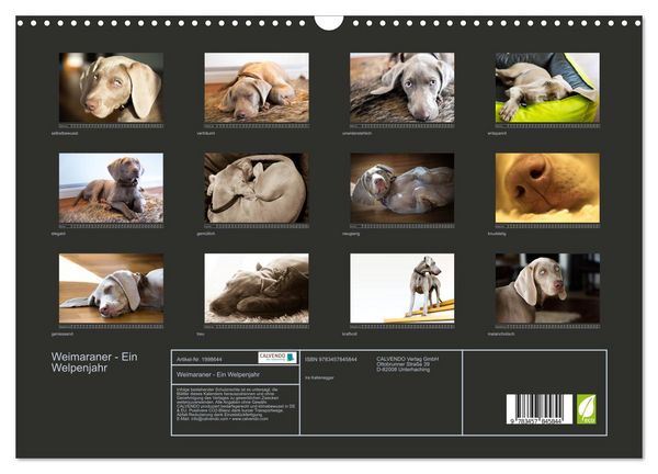Produktbild: Weimaraner - Ein Welpenjahr (Wandkalender 2026 DIN A3 quer), CALVENDO Monatskalender