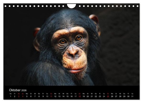 Produktbild: Tierisches (Wandkalender 2026 DIN A4 quer), CALVENDO Monatskalender