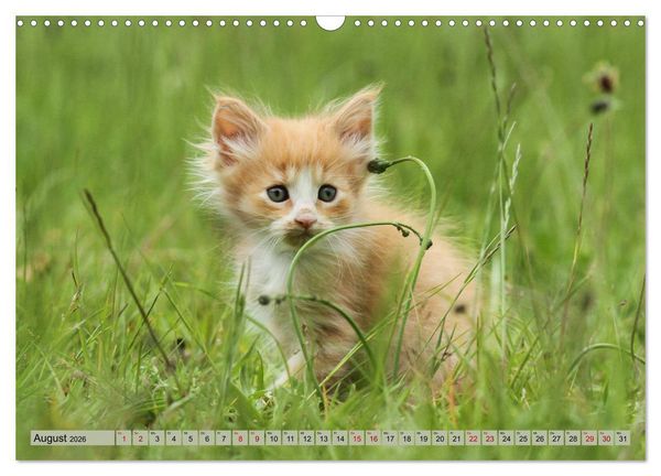 Produktbild: Tierkinder klein und s&uuml;&szlig; (Wandkalender 2026 DIN A3 quer), CALVENDO Monatskalender