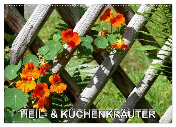 Heil- und Küchenkräuter (Wandkalender 2026 DIN A2 quer), CALVENDO Monatskalender