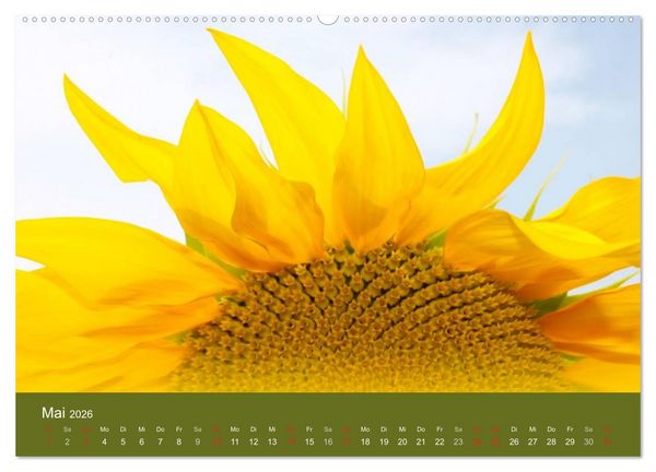 Produktbild: Sonnenblumen - die Blumen der Lebensfreude (Wandkalender 2026 DIN A2 quer), CALVENDO Monatskalender