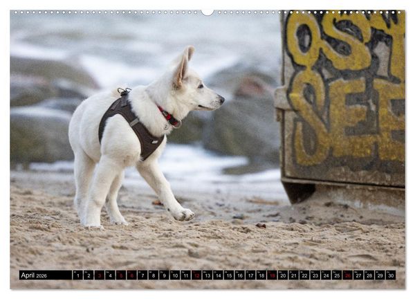 Produktbild: Berger Blanc Suisse - Weggef&auml;hrten auf 4 Pfoten (Wandkalender 2026 DIN A2 quer), CALVENDO Monatskalender