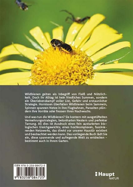 Produktbild: Wildbienen haben es auch nicht leicht