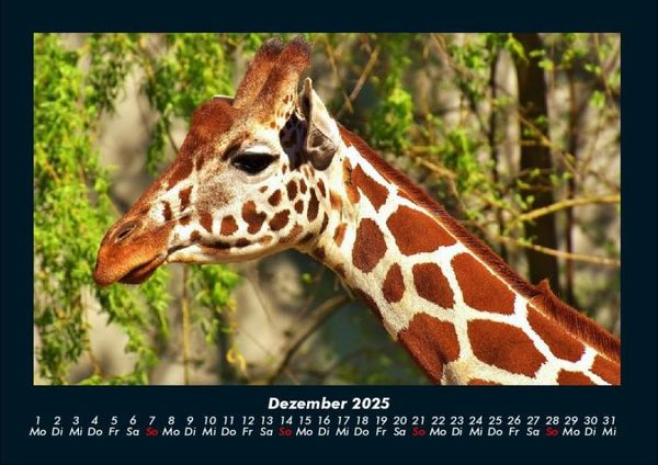 Produktbild: Giraffen 2025 Fotokalender DIN A4