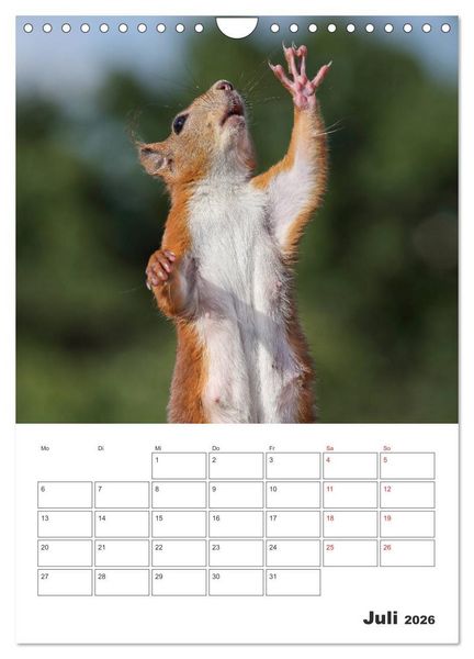 Produktbild: Eichh&ouml;rnchen Luna (Wandkalender 2026 DIN A4 hoch), CALVENDO Monatskalender