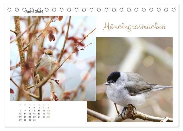 Produktbild: Vogel-P&auml;rchen (Tischkalender 2026 DIN A5 quer), CALVENDO Monatskalender