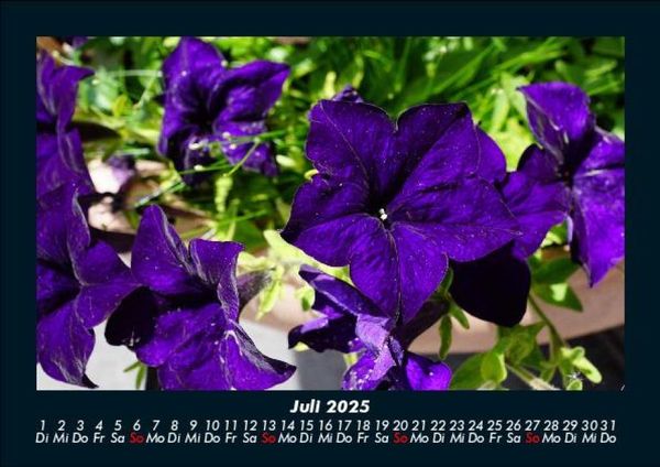Produktbild: Blumenzauber 2025 Fotokalender DIN A5