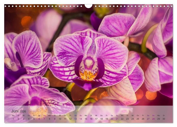 Produktbild: Phalaenopsis - die zauberhafte Welt der Orchideen (Wandkalender 2026 DIN A3 quer), CALVENDO Monatskalender