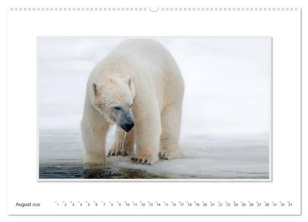 Produktbild: Emotionale Momente: Der Eisb&auml;r. (hochwertiger Premium Wandkalender 2026 DIN A2 quer), Kunstdruck in Hochglanz