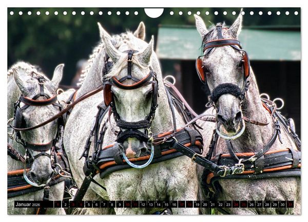 Produktbild: Fahrpferde in Aktion (Wandkalender 2026 DIN A4 quer), CALVENDO Monatskalender