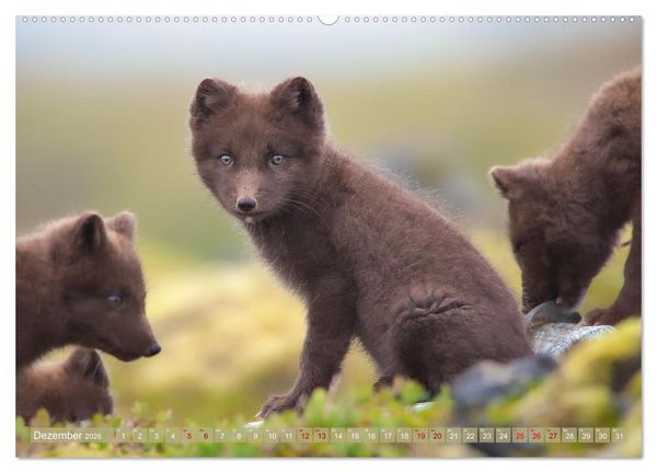 Produktbild: Polarfuchs-Welpen (Wandkalender 2026 DIN A2 quer), CALVENDO Monatskalender