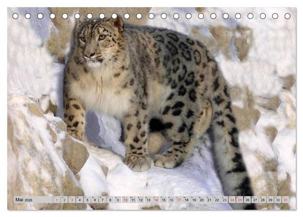 Produktbild: Schneeleoparden. Perfekte Raubkatzen-Sch&ouml;nheiten (Tischkalender 2026 DIN A5 quer), CALVENDO Monatskalender