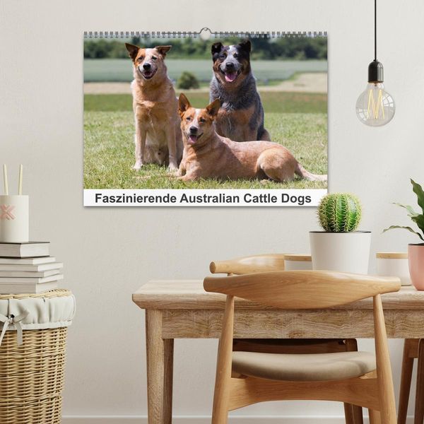 Produktbild: Faszinierende Australian Cattle Dogs (Wandkalender 2026 DIN A3 quer), CALVENDO Monatskalender