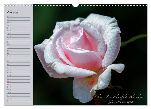 Produktbild: Kurf&uuml;rstliche Rosen Eltville am Rhein (Wandkalender 2026 DIN A3 quer), CALVENDO Monatskalender