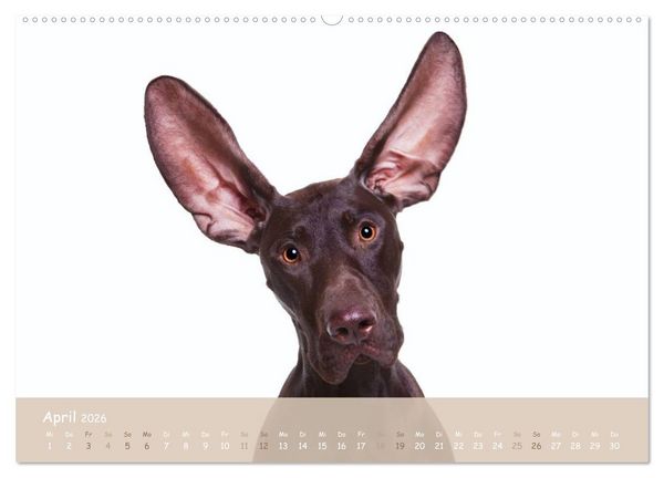 Produktbild: SCHLAPPOHREN (hochwertiger Premium Wandkalender 2026 DIN A2 quer), Kunstdruck in Hochglanz