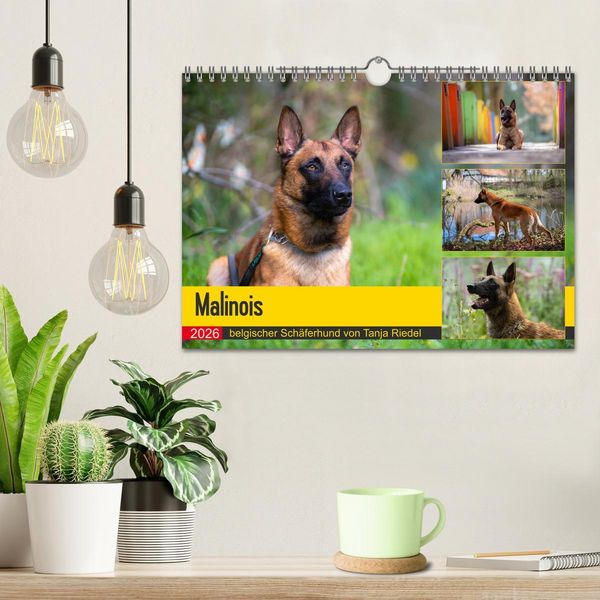 Produktbild: Malinois - belgischer Sch&auml;ferhund (Wandkalender 2026 DIN A4 quer), CALVENDO Monatskalender