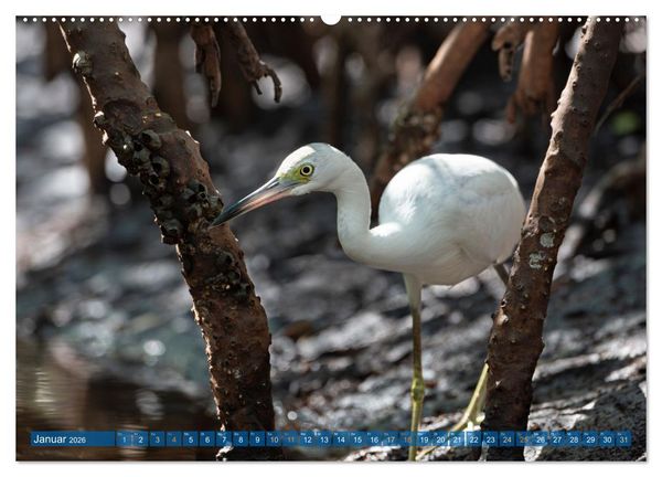 Produktbild: Blaureiher und Dreifarbenreiher (Wandkalender 2026 DIN A2 quer), CALVENDO Monatskalender
