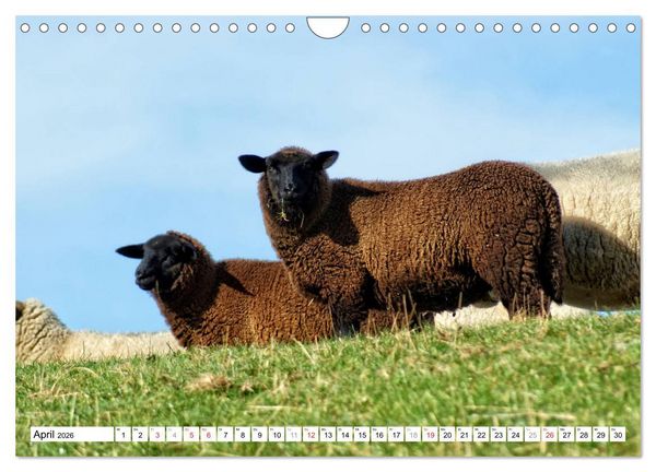 Produktbild: Leer - Ostfriesische Impressionen 2026 (Wandkalender 2026 DIN A4 quer), CALVENDO Monatskalender