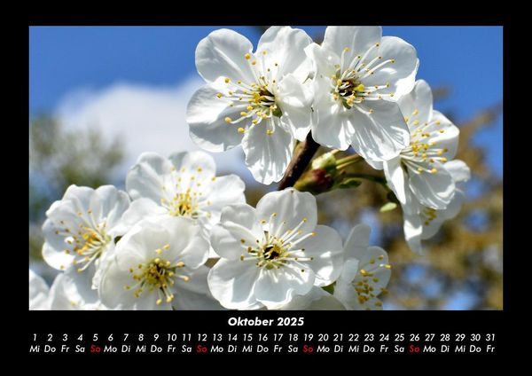 Produktbild: Blumentraum 2025 Fotokalender DIN A3