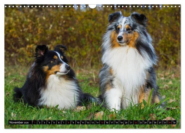 Produktbild: Traumhund Sheltie (Wandkalender 2026 DIN A3 quer), CALVENDO Monatskalender