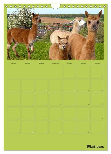 Produktbild: Alpakas zum Verlieben (Wandkalender 2026 DIN A4 hoch), CALVENDO Monatskalender