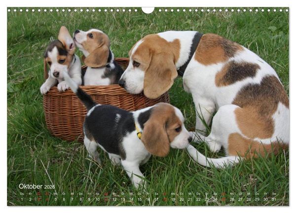 Produktbild: Beagle (Wandkalender 2026 DIN A3 quer), CALVENDO Monatskalender
