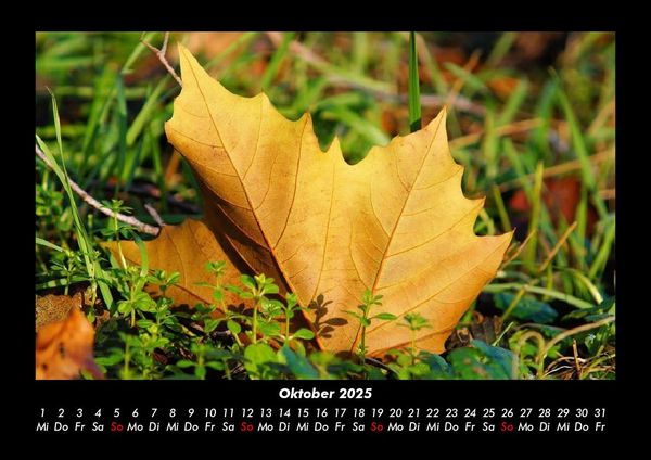 Produktbild: Waldzauber 2025 Fotokalender DIN A3