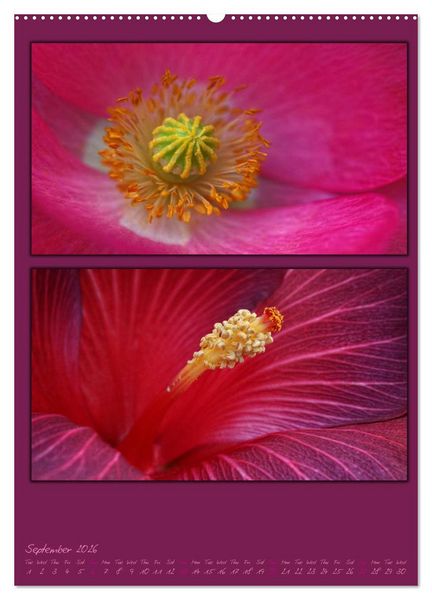 Produktbild: Colours of Nature / UK-Version (High Quality Premium Wall Calendar 2026 DIN A2 portrait),CALVENDO 12 Month Wall Calendar