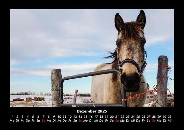 Produktbild: Tiere auf dem Bauernhof 2025 Fotokalender DIN A3