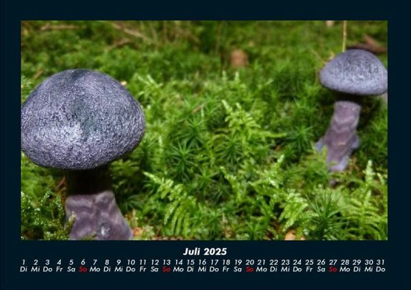 Produktbild: Pilzkalender 2025 Fotokalender DIN A4