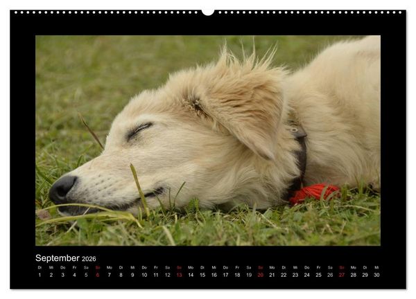 Produktbild: Bitte nicht st&ouml;ren... hier tr&auml;umen Tiere (Wandkalender 2026 DIN A2 quer), CALVENDO Monatskalender