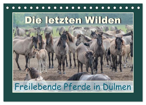 Produktbild: Die letzten Wilden - freilebende Pferde in D&uuml;lmen (Tischkalender 2027 DIN A5 quer), CALVENDO Monatskalender