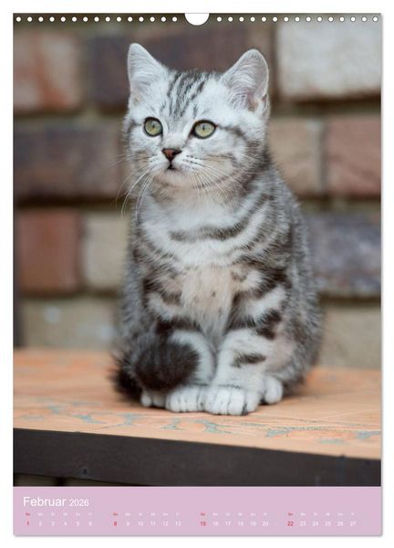 Produktbild: Tierkinder Hunde und Katzen (Wandkalender 2026 DIN A3 hoch), CALVENDO Monatskalender