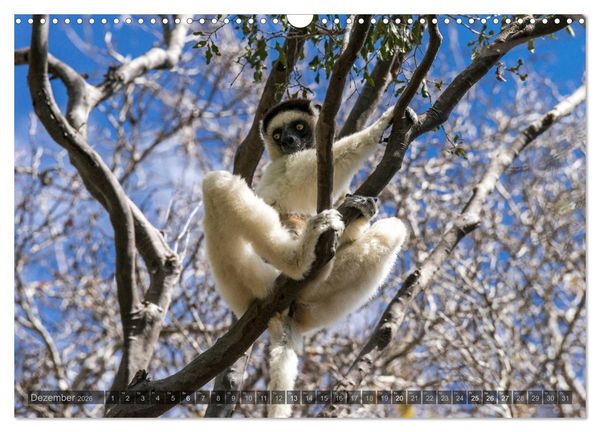 Produktbild: Tierisches Madagaskar (Wandkalender 2026 DIN A3 quer), CALVENDO Monatskalender