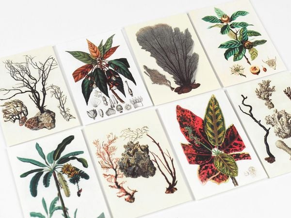 Produktbild: Natural History