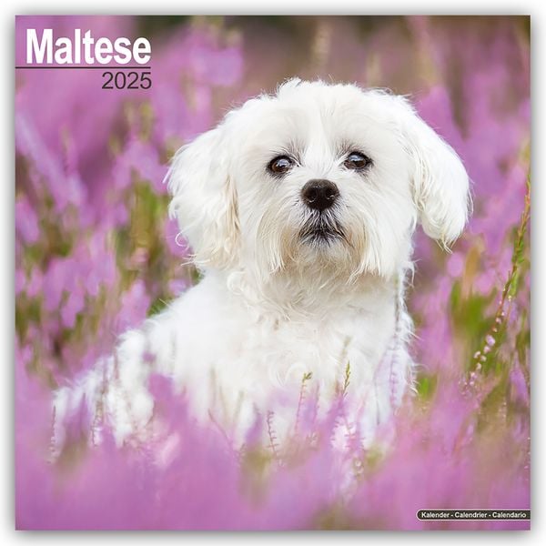 Maltese - Malteser 2025 - 16-Monatskalender